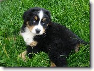 Na�e Belinka