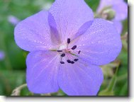 modr� kv�tinka