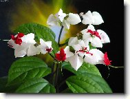blahoke�