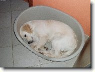 pel�ek?