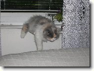 �ikitka