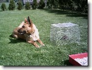 Hl�d�n� osm�ka degu(v kleci)