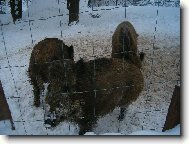 Prace divok�