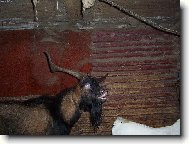 Sl�vek