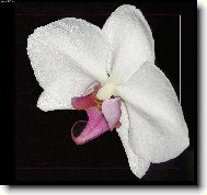 Orchidej zbl�zka