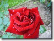 Sametov� r��e