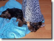 S�rinka mimi