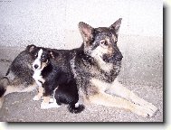 Ad�lka a Bellynka