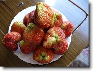 ob�� jahoda gigantela