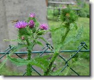 Vosa na bodl�ku