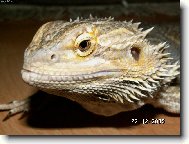 Agama vousat�