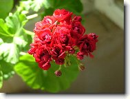 pelargonie r��i�kov�