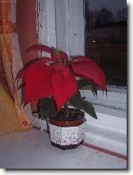 na�e rostlina