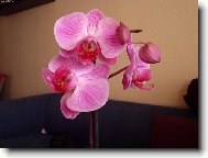 Moje prvn� orchidej