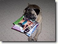 Mops�k