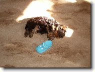 Peggy ps� miminko