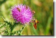 Bodl�k