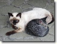 Odpoledn� siesta