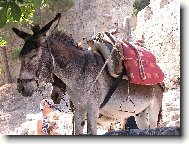 TAXI - voln�