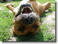 Kessynky �sm�v