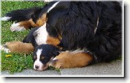 Amadeus s mam�ou