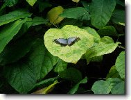 Mot�l Emanuel