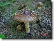 Muchom�rka