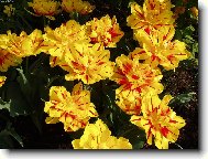 tulip�ny