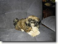 na�e shih-tzunky