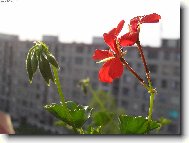 Na balkon�2
