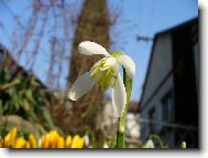 Sn�enka
