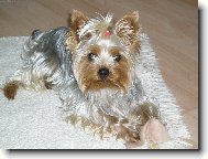 N� Jerry