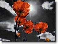 tulip�ne�ky