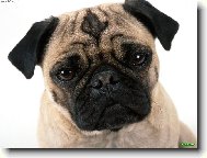 Mops��ek