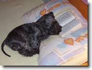 Poh�dka na noc