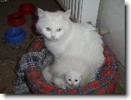 Mil��kov�
