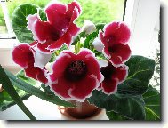 glox�nie