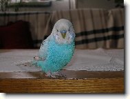 N� pep��ek