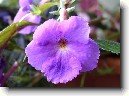 Achimenes, Honz�k, K�iv�tka