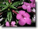 Achimenes, Honz�k, K�iv�tka