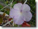 Achimenes, Honz�k, K�iv�tka