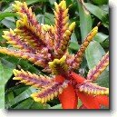 �chmea