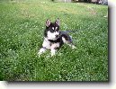 Alja�sk� malamut