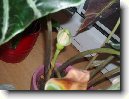 Alok�zie