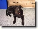 Australsk� kelpie