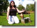 Australsk� silky teri�r