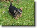 Australsk� silky teri�r