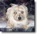Australsk� teri�r