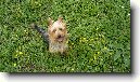 Australsk� teri�r