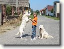 B�l� �v�carsk� ov��k